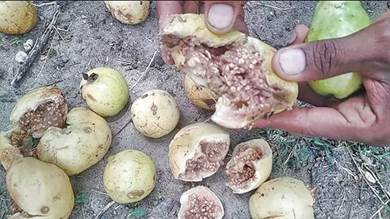 ظهور حشرة ضارة تتلف ثمار الجوافة في منطقة الربوة بردفان